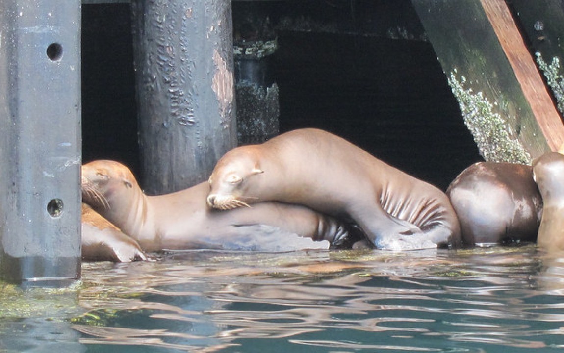 Sea Lions