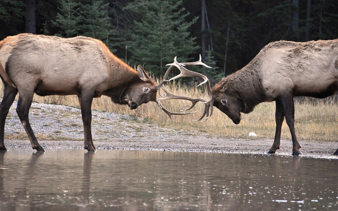 Elk