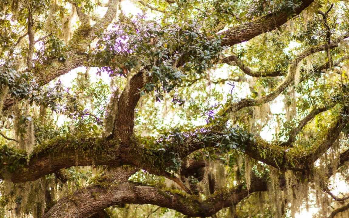 Moss-covered oak