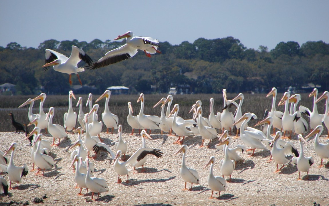 Pelicans