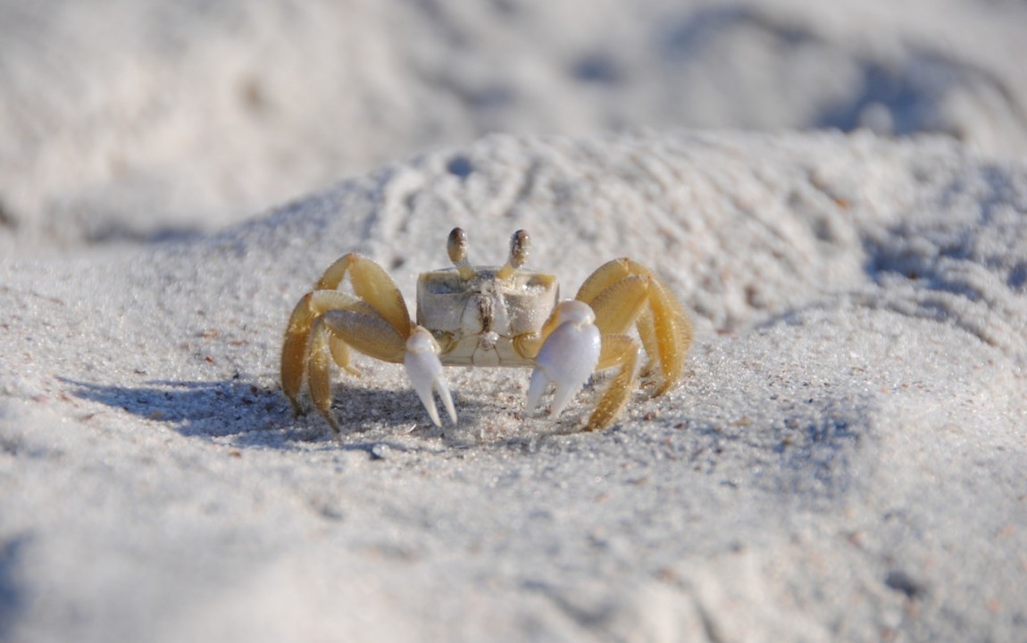 Crab