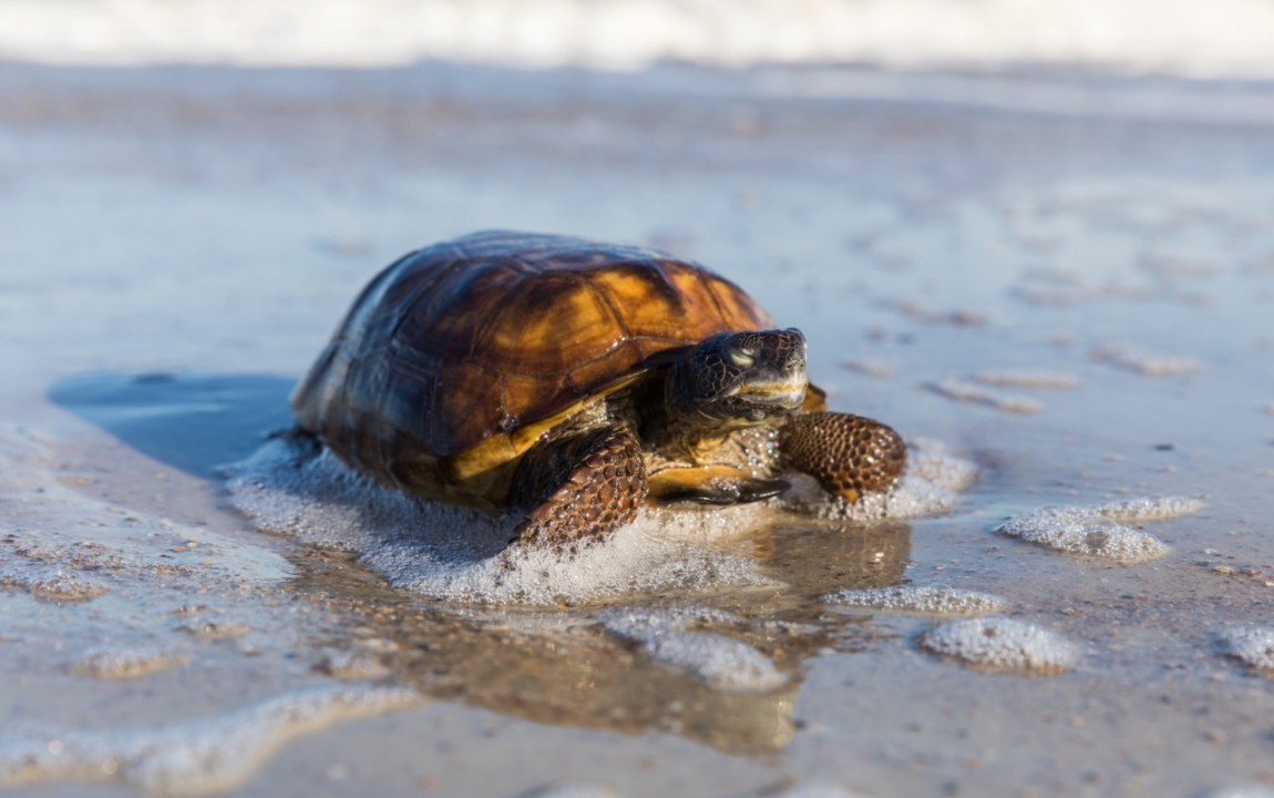 Turtle