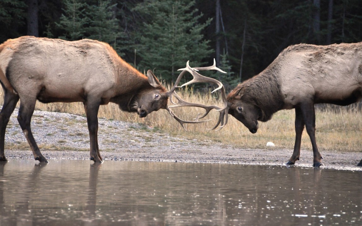Elk