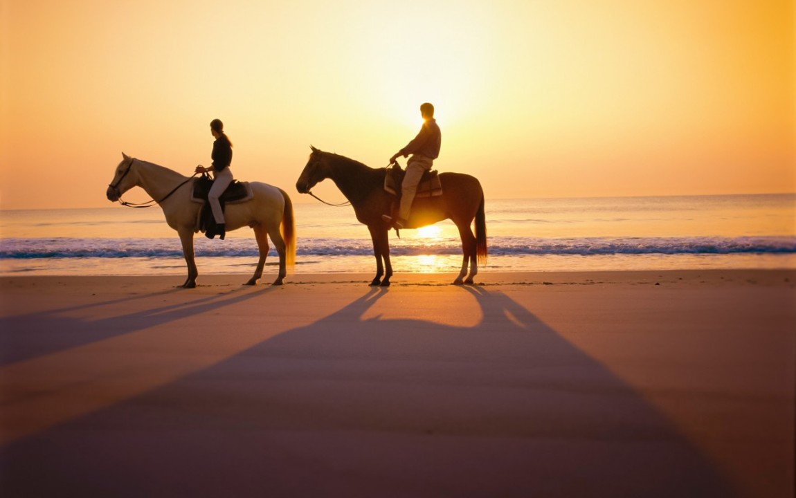horses
