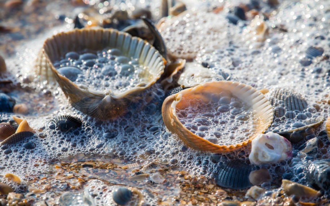 Shells
